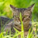 A tabby cat with green eyes in tall grass.