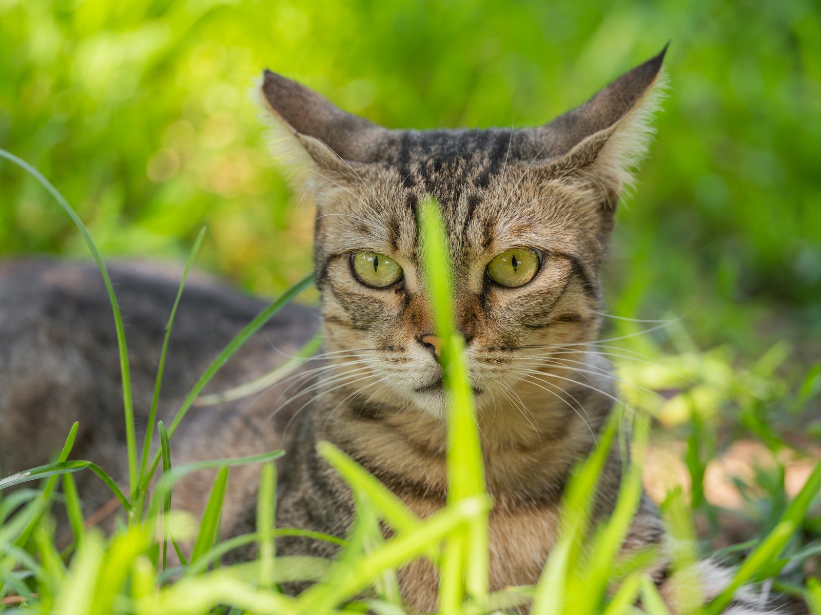 A tabby cat with green eyes in tall grass.