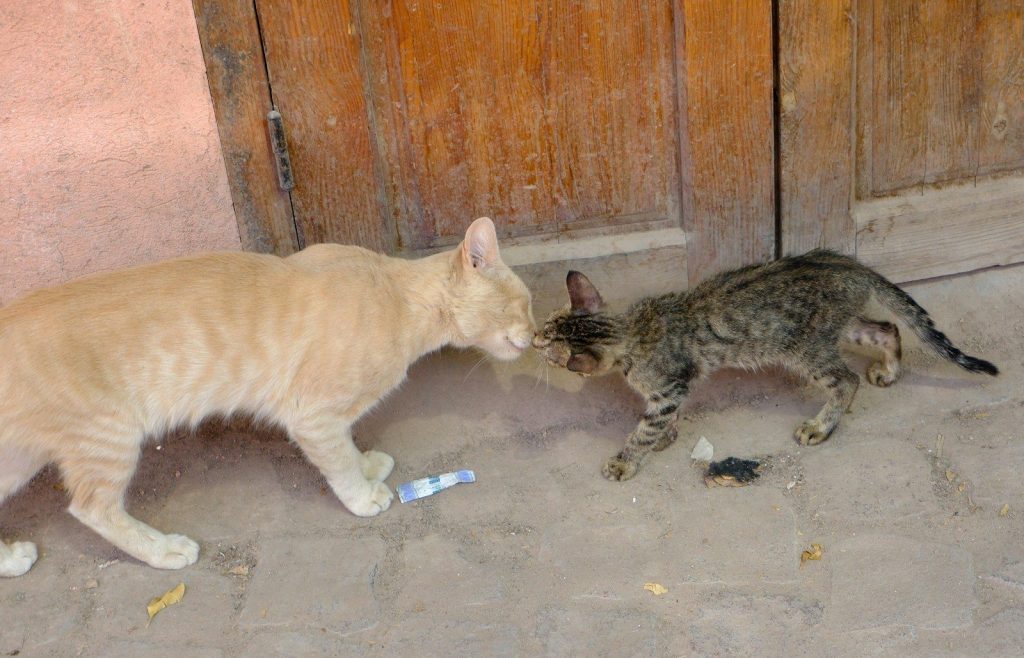 Two cats interacting near a wooden door