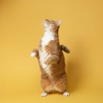 orange and white cat on yellow surface
