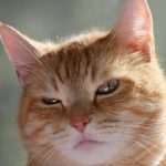 a close up of a cat's face with a blurry background
