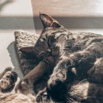 Two tabby cats sleeping in the sun.