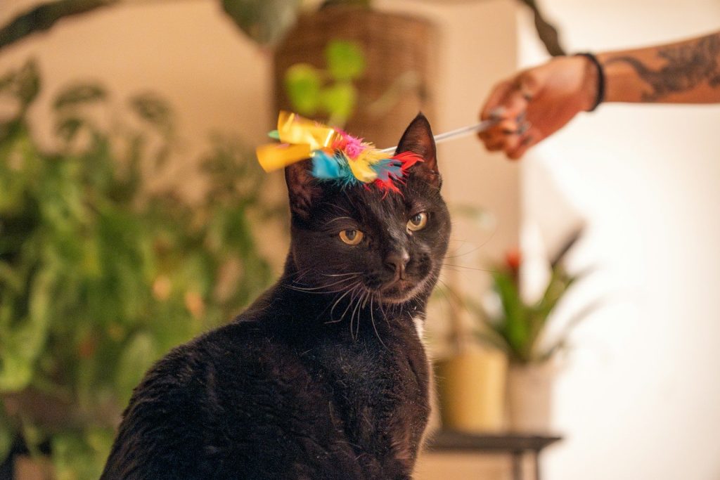 Black cat with colorful toy on head