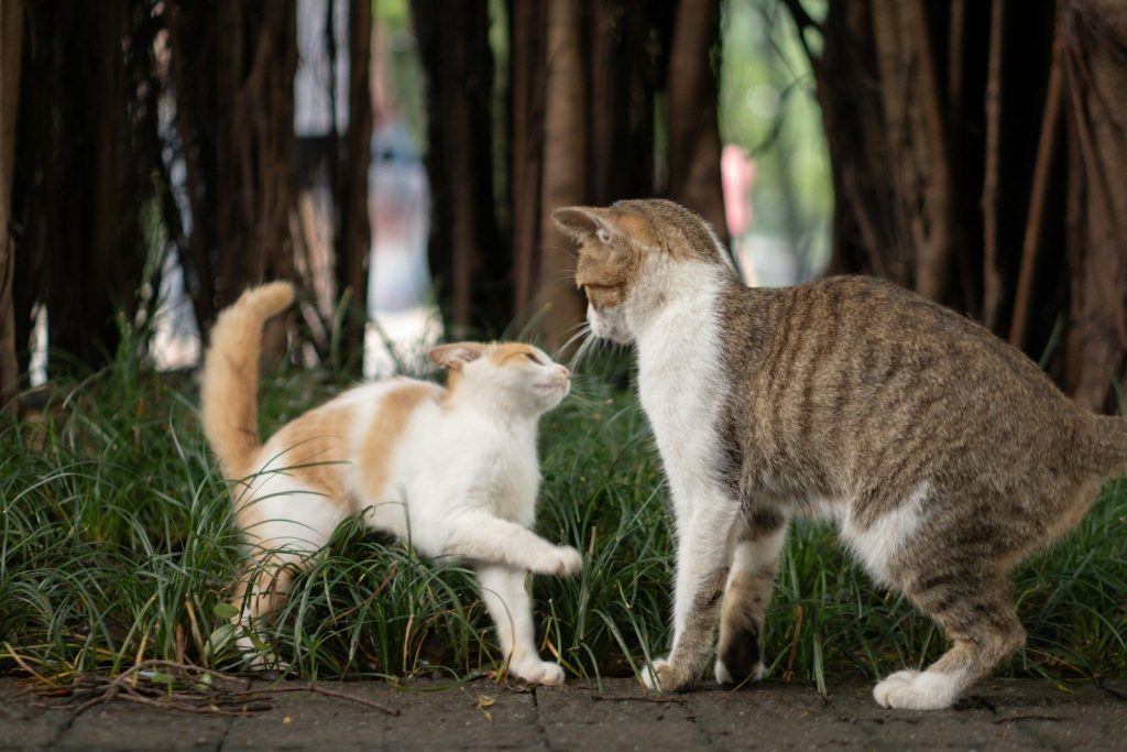 a couple of cats playing