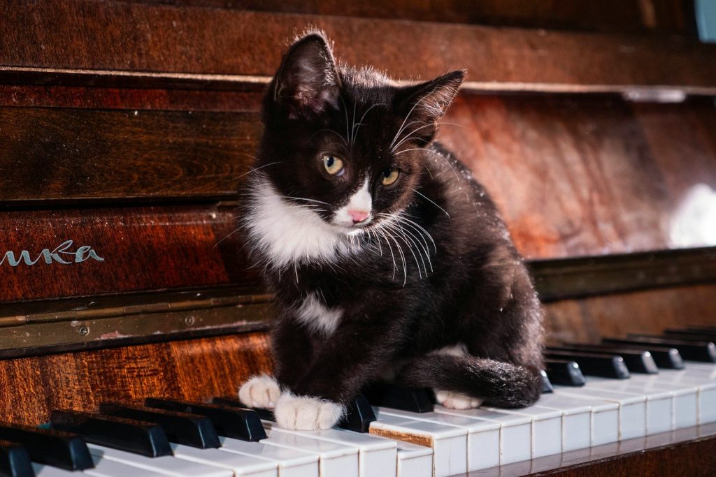A black and white cat sitting on top of a piano