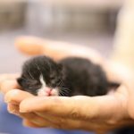 black and white short fur kitten on persons hand