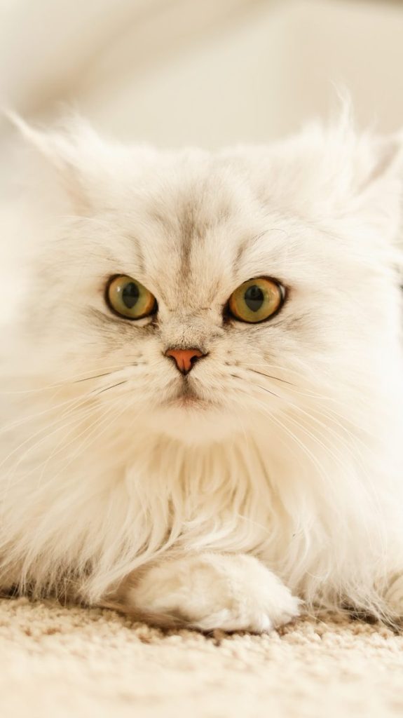 A fluffy white cat laying on the floor