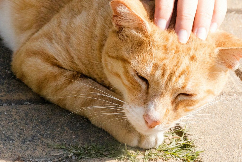 A person pets a relaxed, orange cat.