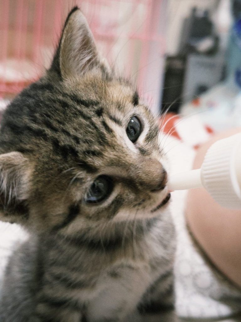 A small kitten drinking milk from a bottle