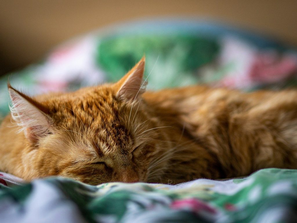 a close up of a cat sleeping on a bed
