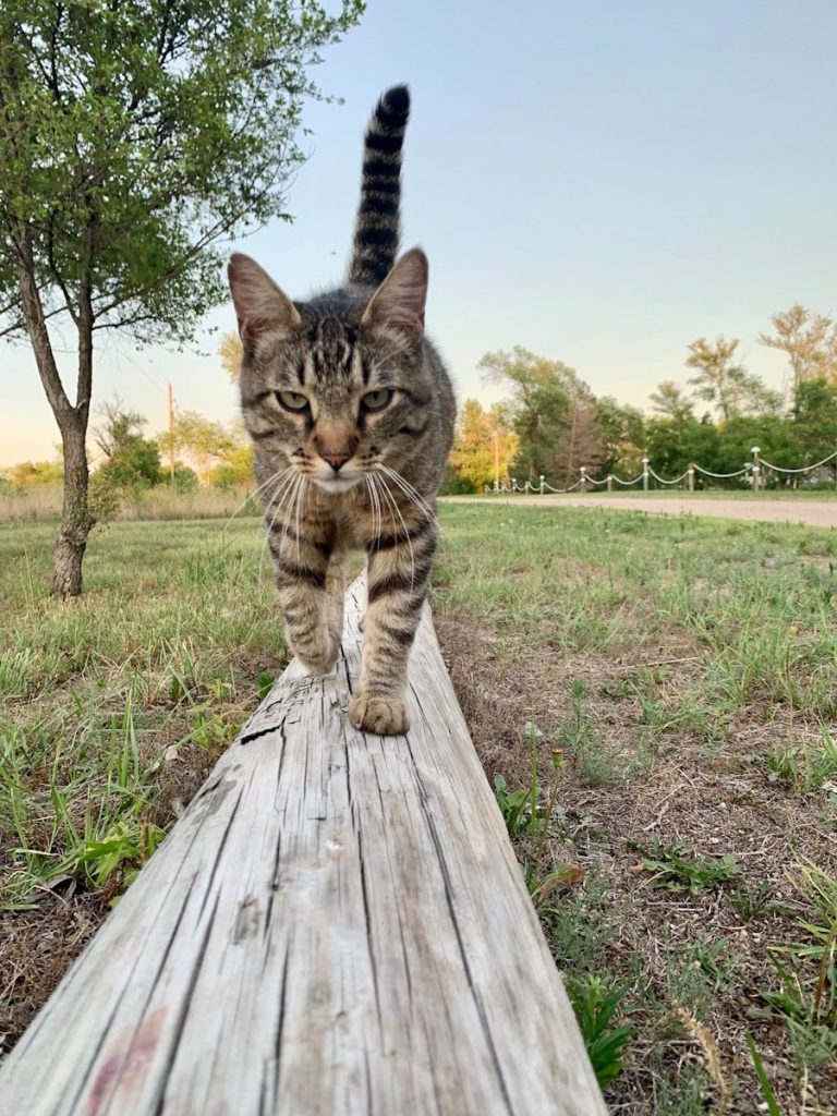 brown tabby cat on wooden plank