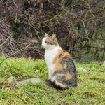 A calico cat sitting in grassy outdoor area.