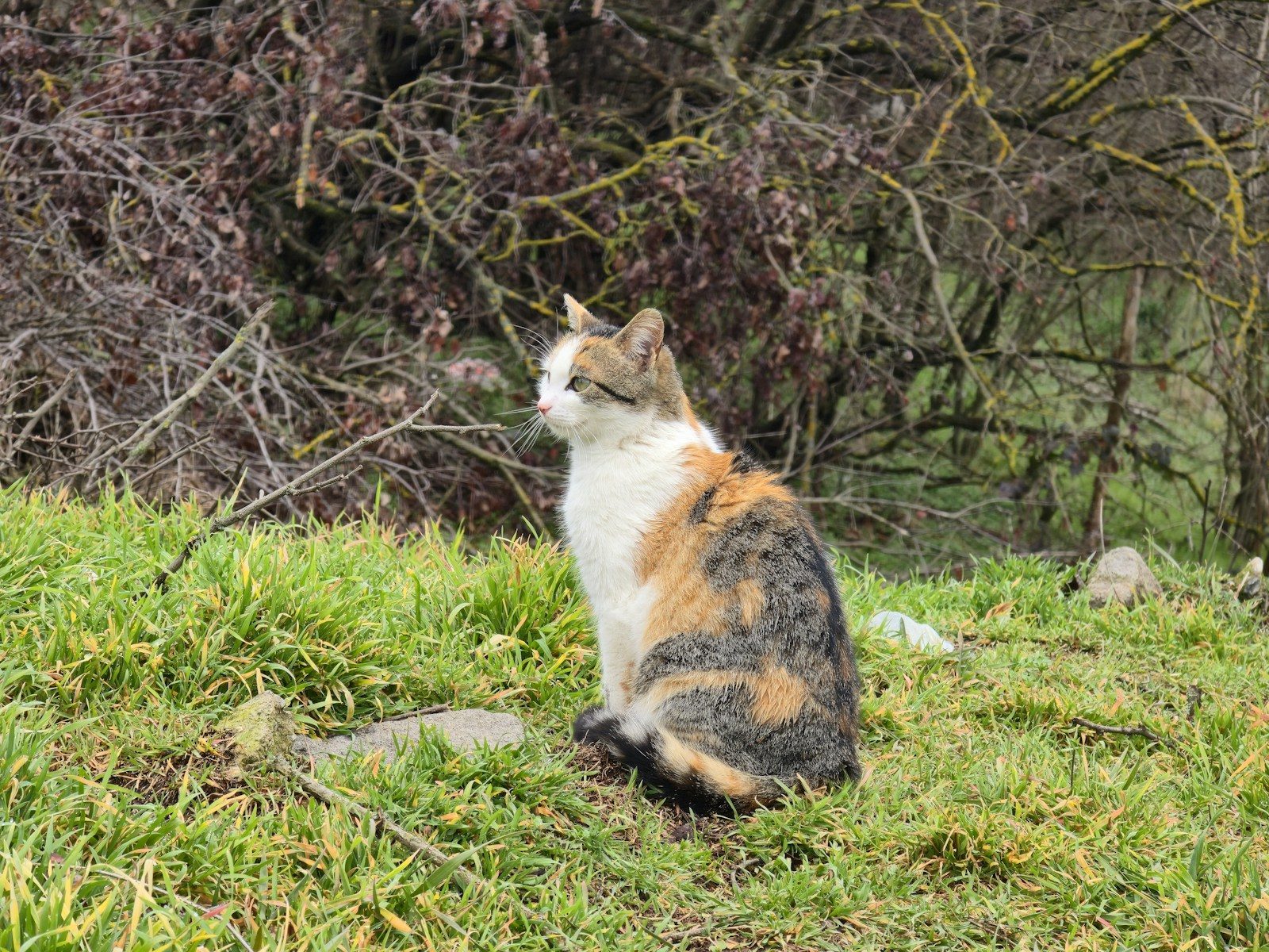 A calico cat sitting in grassy outdoor area.