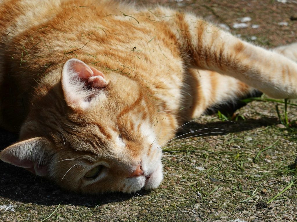 An orange tabby cat rests on the ground.
