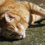 An orange tabby cat rests on the ground.