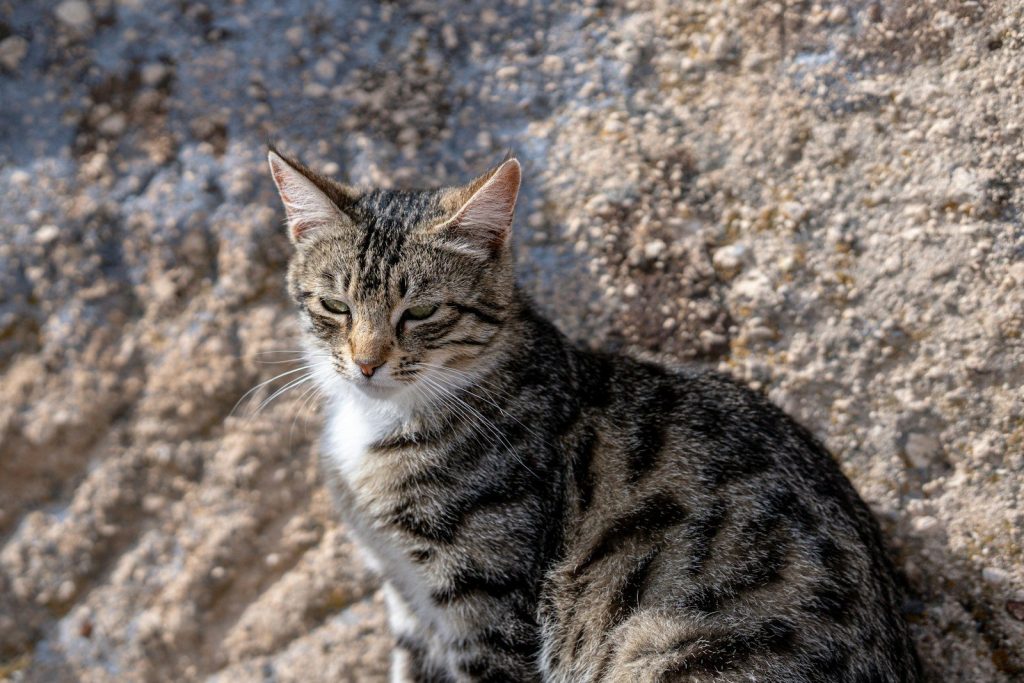 a cat sitting on top of a rock next to a wall