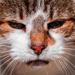 brown and white tabby cat