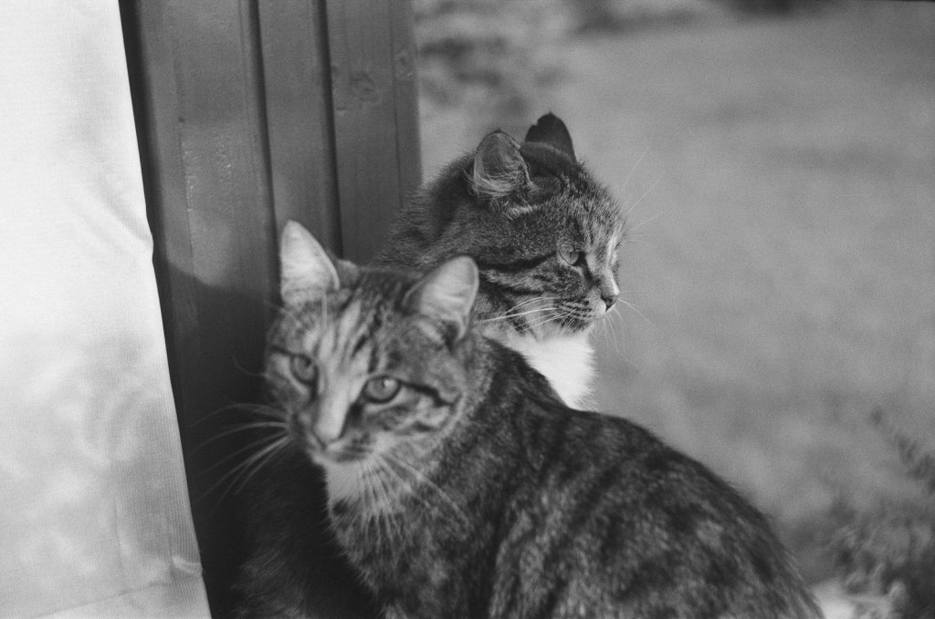 grayscale photo of tabby cat
