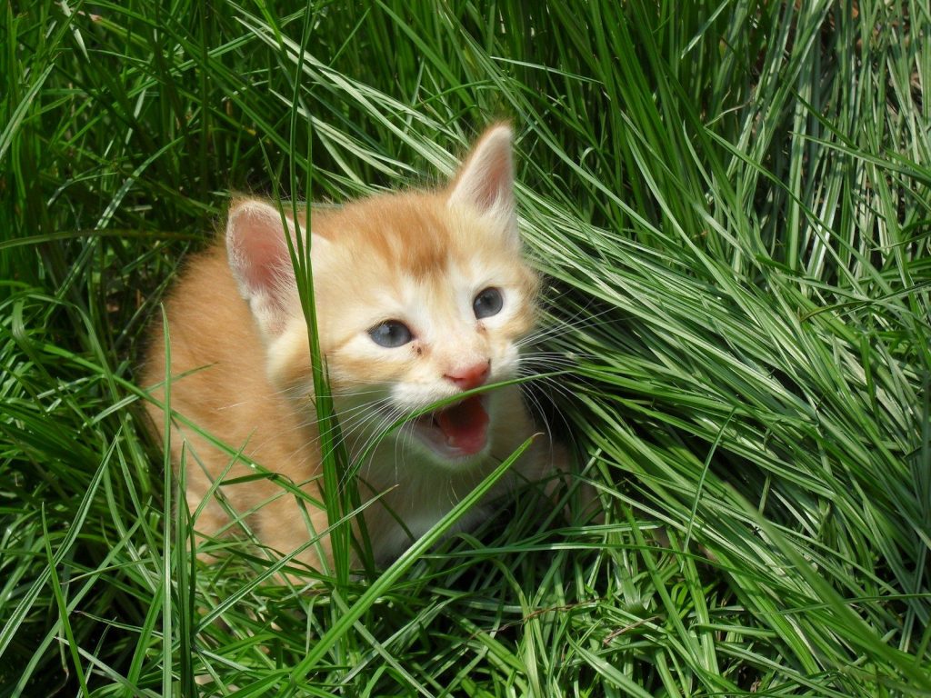 A small ginger kitten peeking through tall green grass.