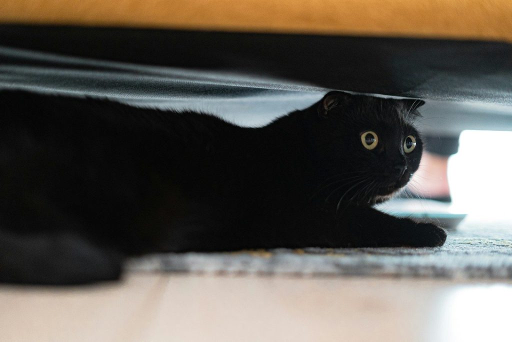 a black cat lying on a bed