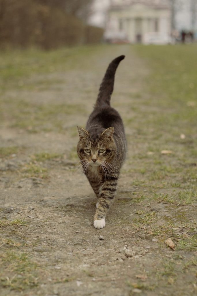 A tabby cat walks on a dirt path.