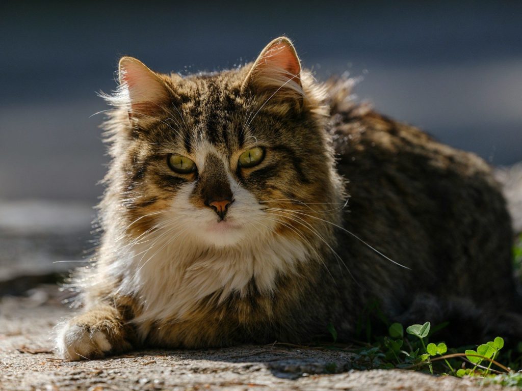 A fluffy cat is relaxing outside.