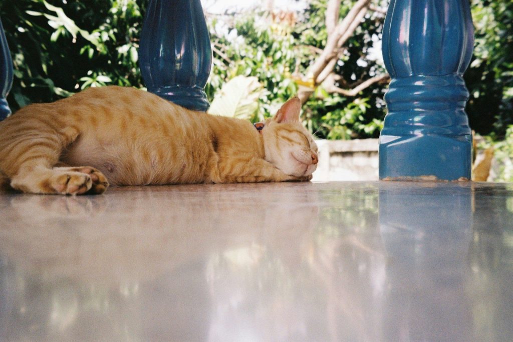 an orange cat laying on the ground next to a blue pole