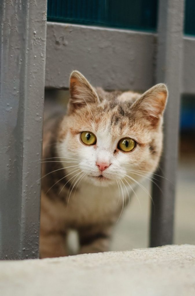 a close up of a cat behind a fence