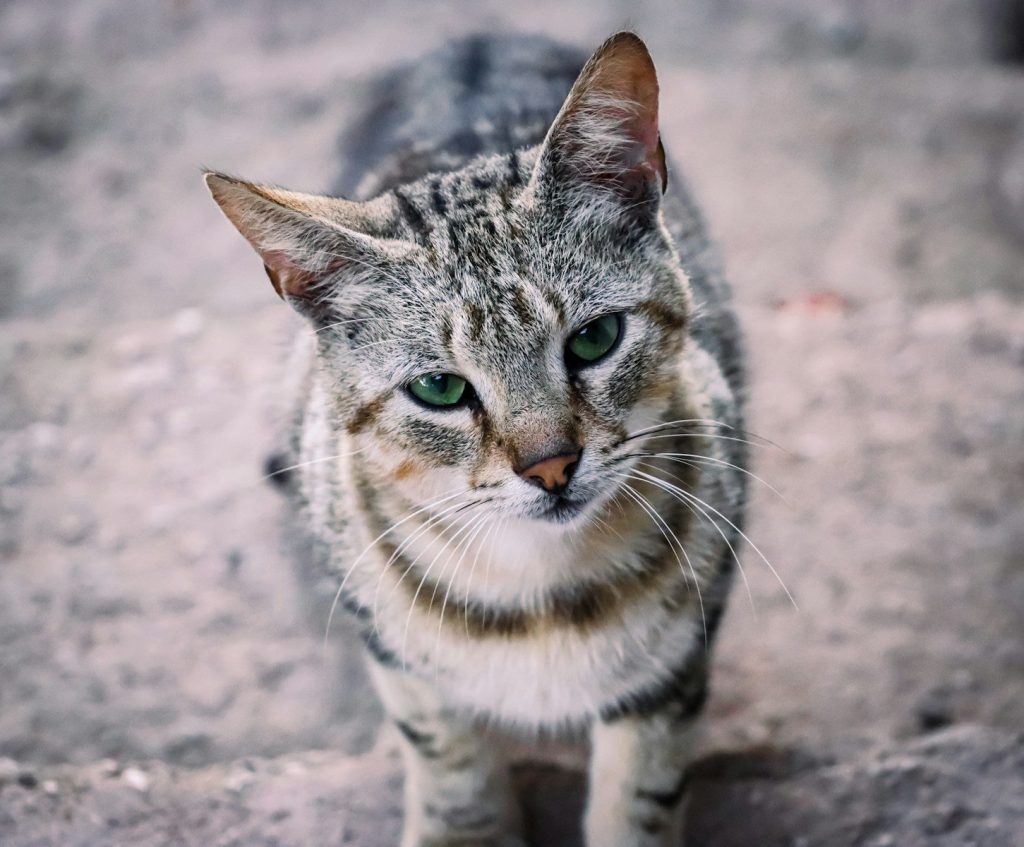 a close up of a cat with green eyes