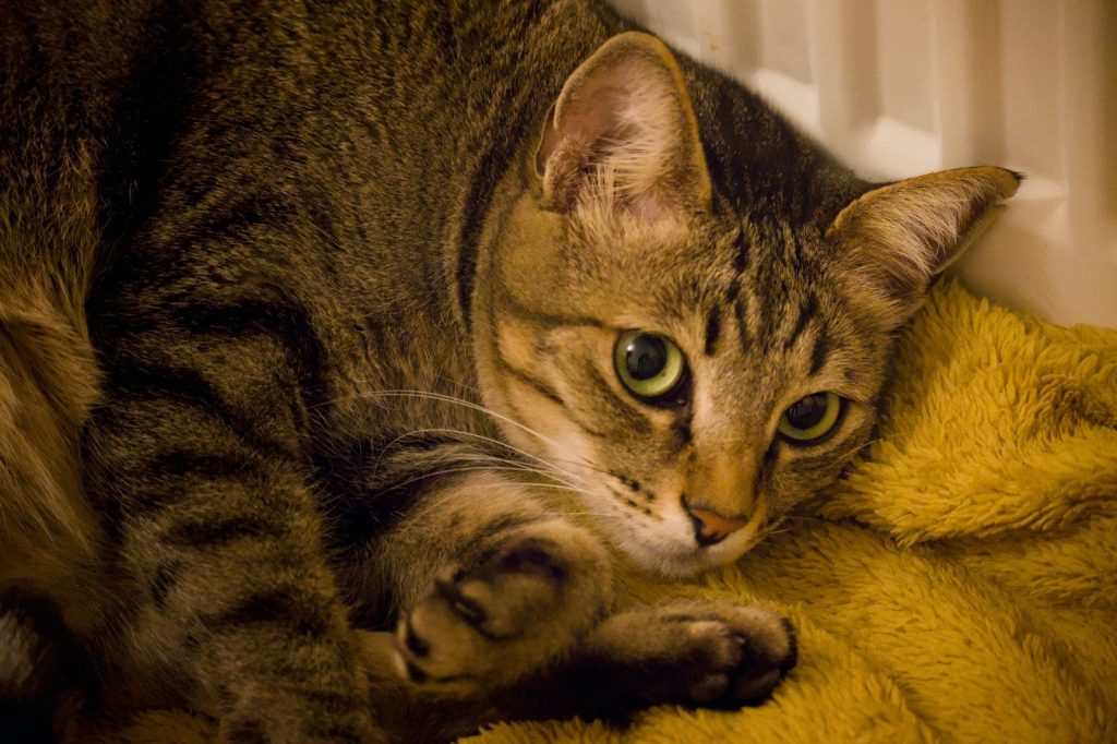 A tabby cat rests on a fluffy yellow blanket.