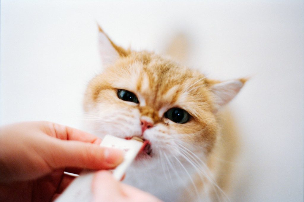 A cute cat eating a treat from a hand.