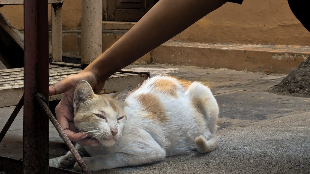 a white and orange cat laying on the ground