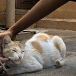 a white and orange cat laying on the ground