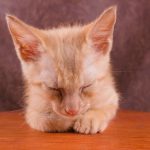 a small kitten is sleeping on a wooden table