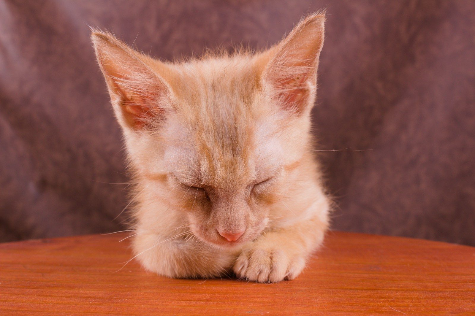 a small kitten is sleeping on a wooden table