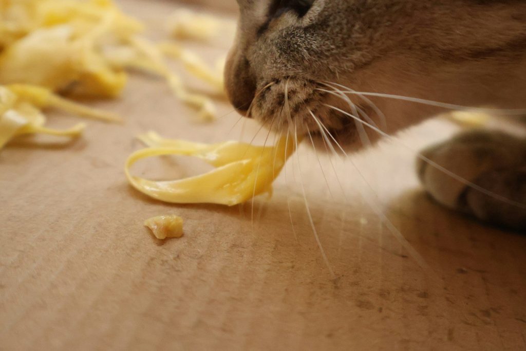 A cat enjoys some delicious food.