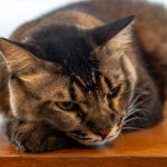 A cat rests on a wooden surface.