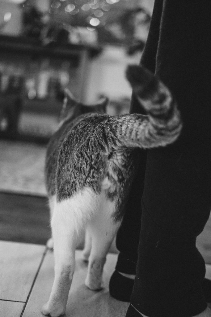 a black and white photo of a cat and a person