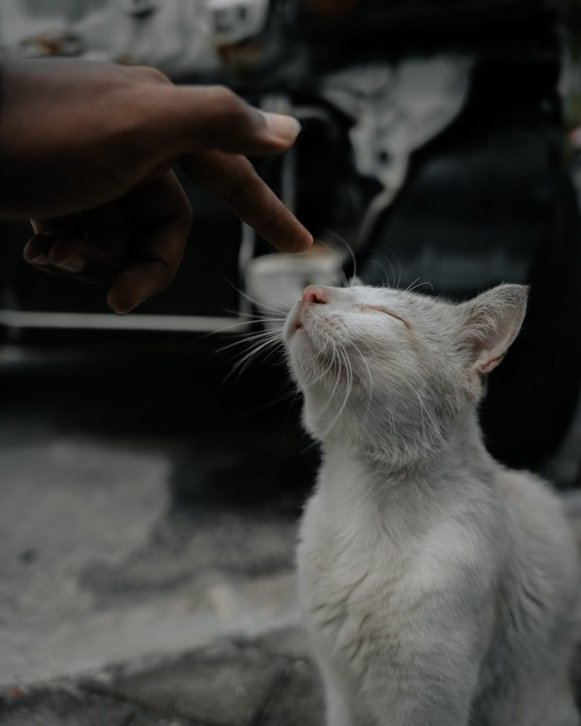white cat on gray concrete floor