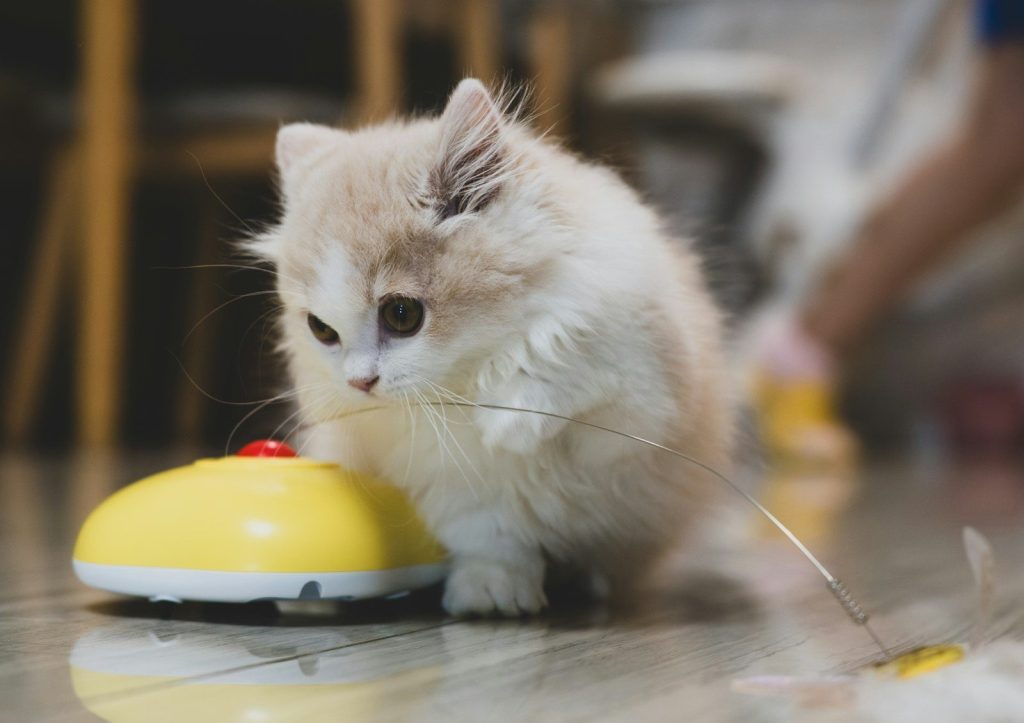 A fluffy kitten plays with a yellow toy.