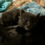 a couple of black kittens laying on top of a bed