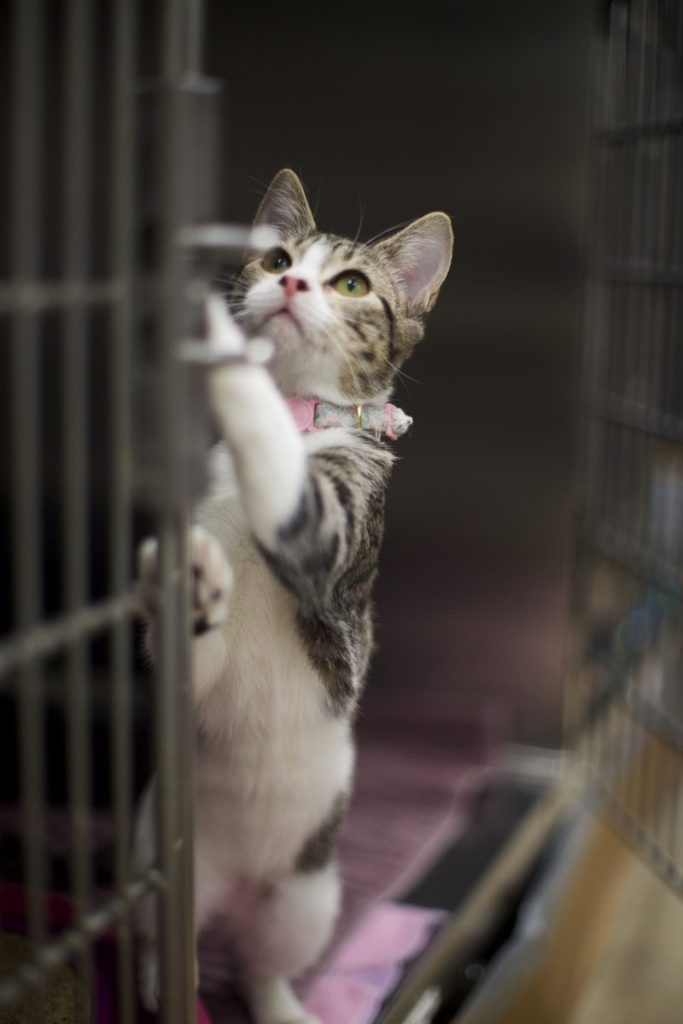 A tabby kitten reaches for a latch on a cage.