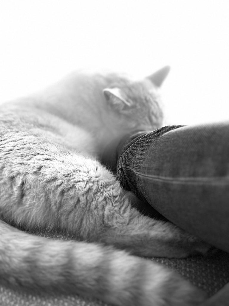 a black and white photo of a cat sleeping on a pillow
