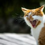 orange and white tabby cat on snow covered ground during daytime