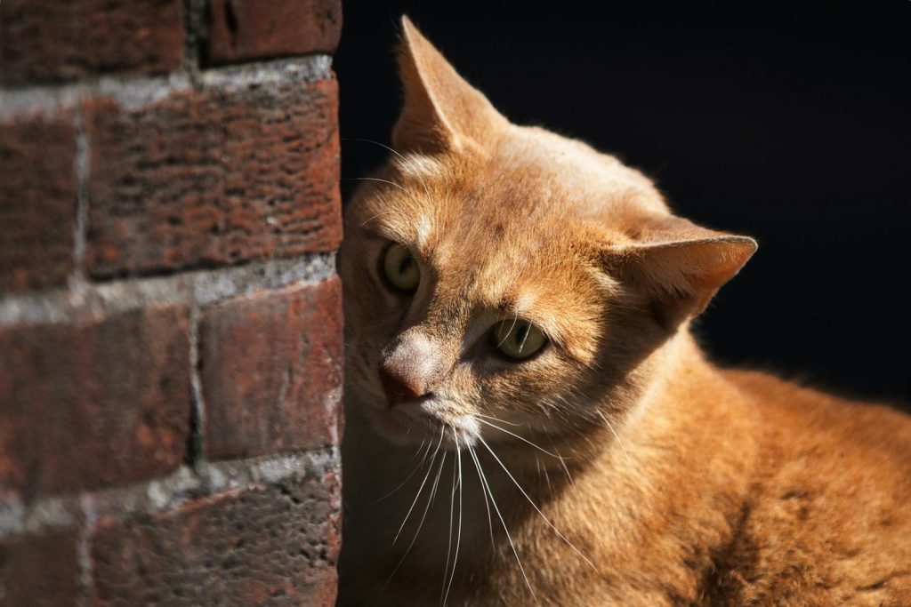 An orange cat peeks around a brick wall.