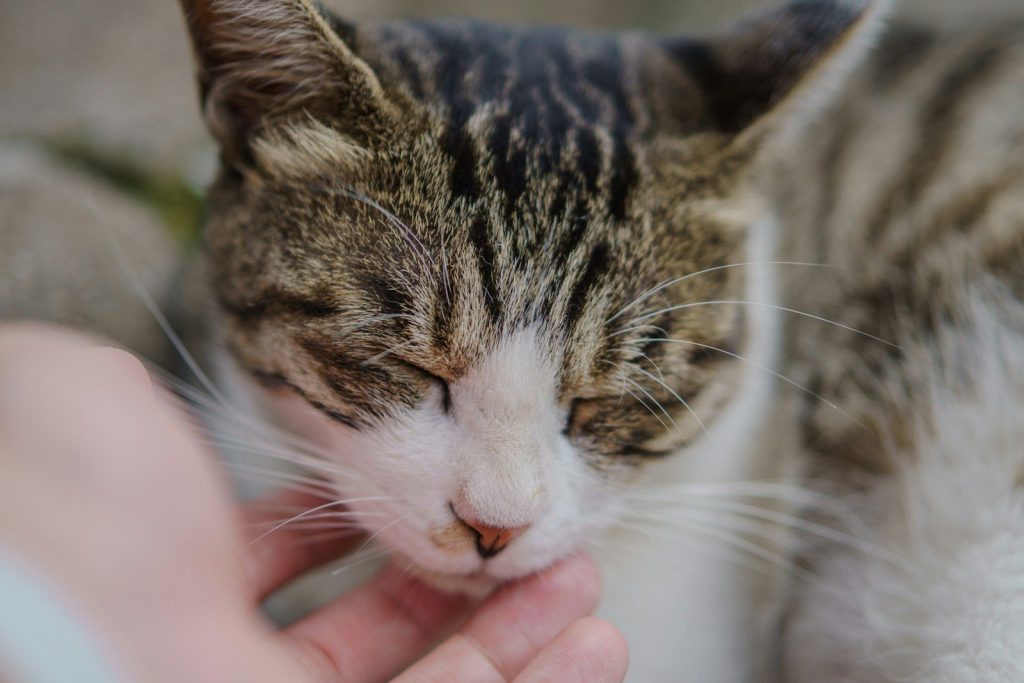A hand pets a cat.