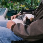 A calico cat sleeps on a person's lap.