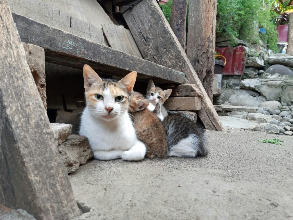 white and orange cat on gray concrete stairs