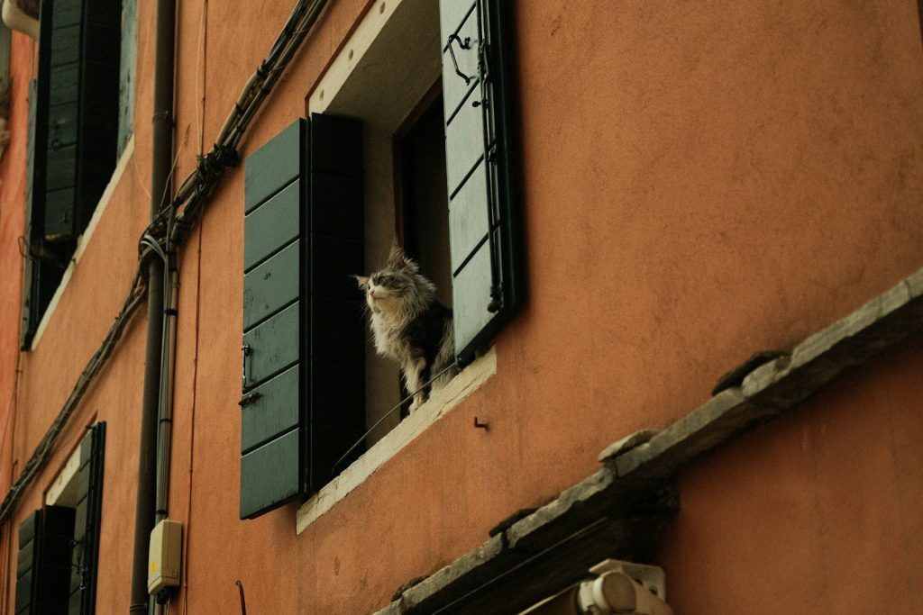 A cat peeks out of an open window.