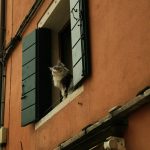 A cat peeks out of an open window.